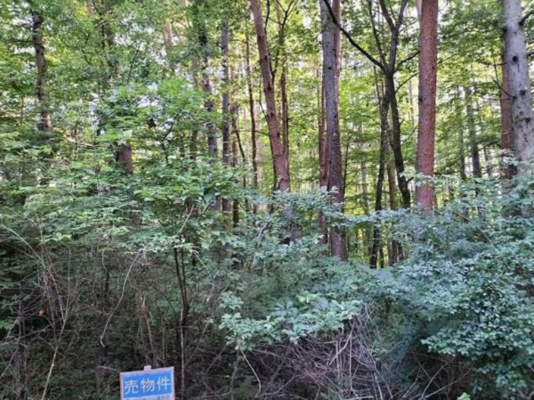 諏訪郡富士見町立沢、土地の画像です