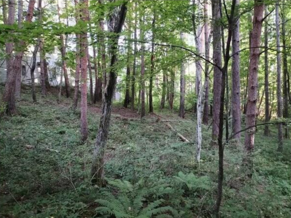 諏訪郡富士見町立沢、土地の画像です