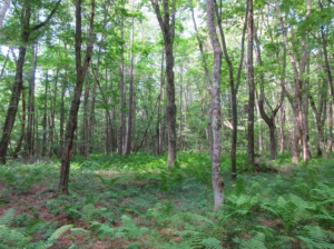 諏訪郡原村、土地の画像です