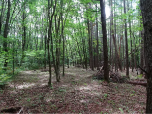 諏訪郡原村、土地の画像です