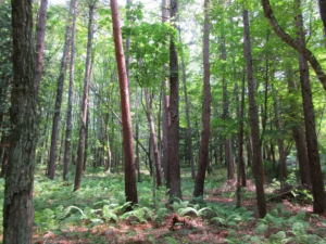 諏訪郡原村、土地の画像です