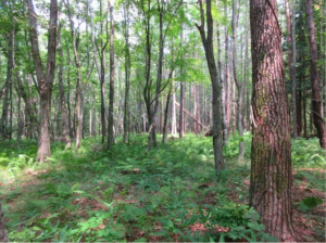 諏訪郡原村、土地の画像です