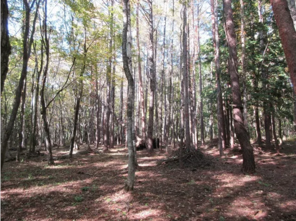 諏訪郡原村、土地の画像です