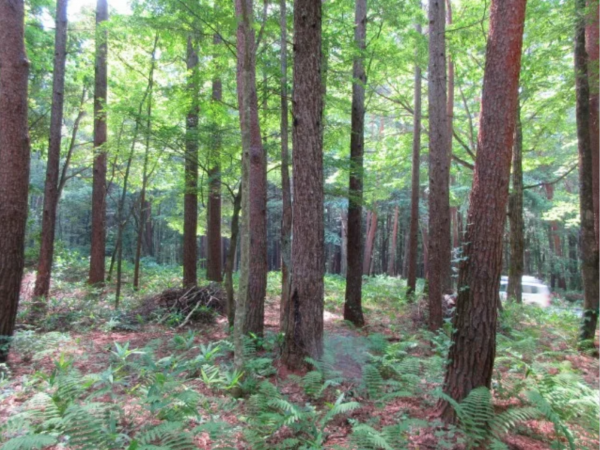 諏訪郡原村、土地の画像です