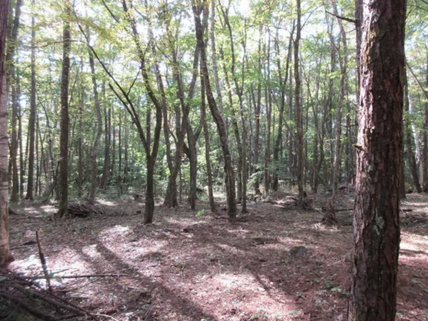 諏訪郡原村、土地の画像です