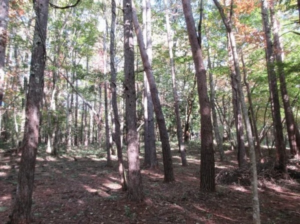 諏訪郡原村、土地の画像です