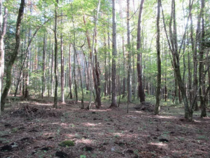 諏訪郡原村、土地の画像です