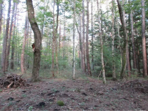 諏訪郡原村、土地の画像です