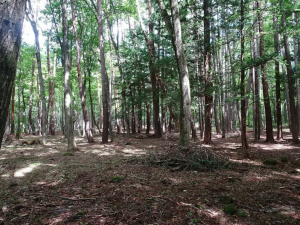 諏訪郡原村、土地の画像です