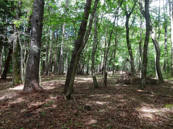 諏訪郡原村、土地の画像です