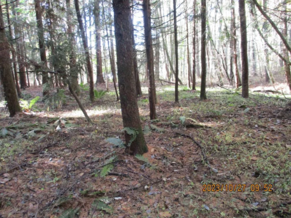 諏訪郡原村中新田、土地の画像です