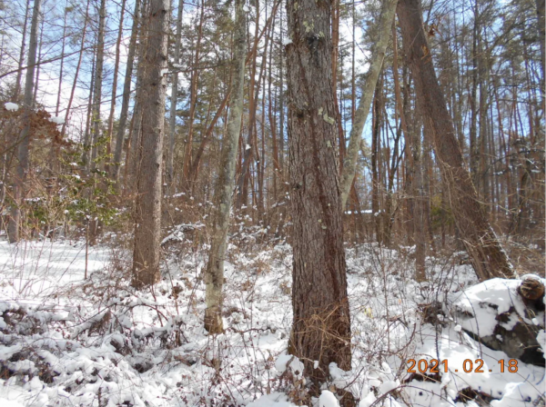 諏訪郡富士見町立沢、土地の画像です