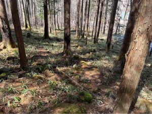 茅野市豊平、土地の画像です