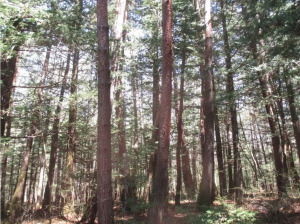 茅野市北山、土地の画像です