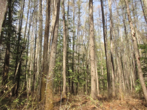 茅野市北山、土地の画像です