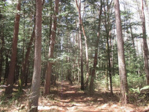 茅野市北山、土地の画像です