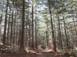 茅野市北山、土地の画像です