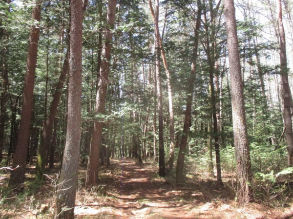 茅野市北山、土地の画像です