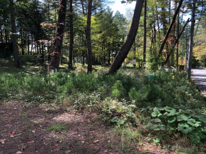 茅野市豊平、土地の画像です