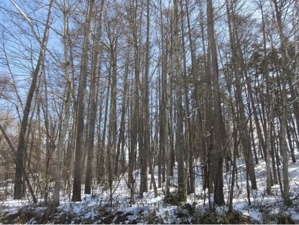 諏訪郡原村、土地の画像です