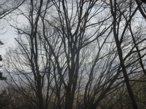 茅野市金沢、土地の画像です