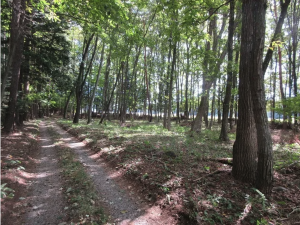 諏訪郡原村、土地の画像です