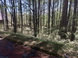 諏訪郡富士見町立沢、土地の画像です