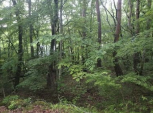 諏訪郡富士見町境、土地の画像です