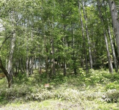 茅野市玉川、土地の画像です