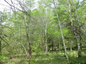 茅野市北山、土地の画像です