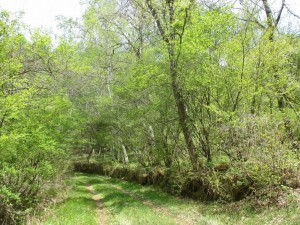 茅野市北山、土地の画像です