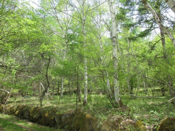 茅野市北山、土地の画像です