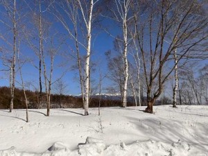 諏訪市、土地の画像です