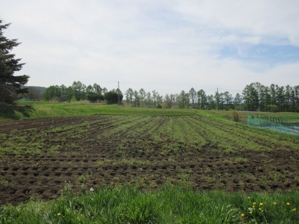 茅野市北山、土地の画像です