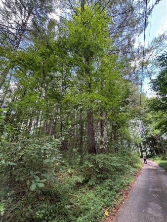 諏訪郡富士見町富士見、土地の画像です