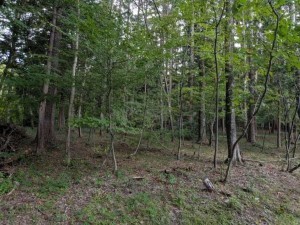 諏訪郡原村、土地の画像です