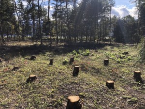 諏訪郡原村中新田、土地の画像です