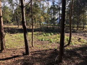 諏訪郡原村中新田、土地の画像です