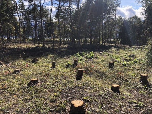 諏訪郡原村中新田、土地の画像です