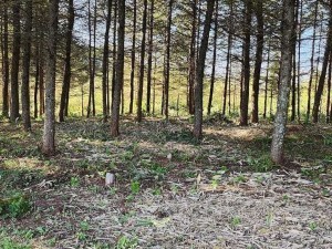 諏訪郡富士見町富士見、土地の画像です