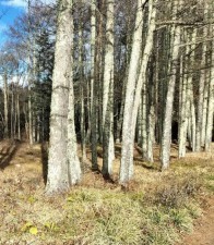 諏訪郡富士見町落合、土地の画像です