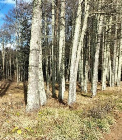 諏訪郡富士見町落合、土地の画像です