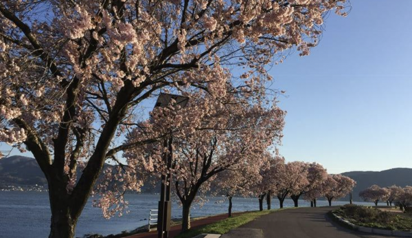 諏訪市渋崎、土地の画像です