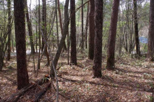諏訪郡富士見町立沢、土地の画像です