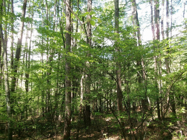 茅野市北山、土地の画像です