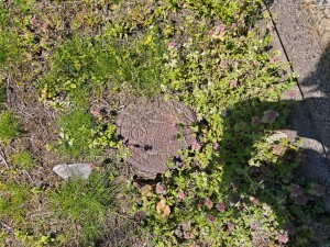 越前市行松町、土地の画像です