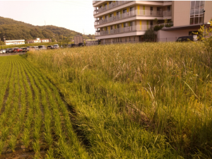 岡山市北区楢津、土地の画像です