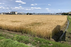 安城市福釜町、土地の画像です