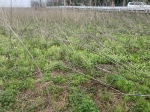 上尾市藤波、土地の画像です