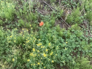 上尾市藤波、土地の画像です